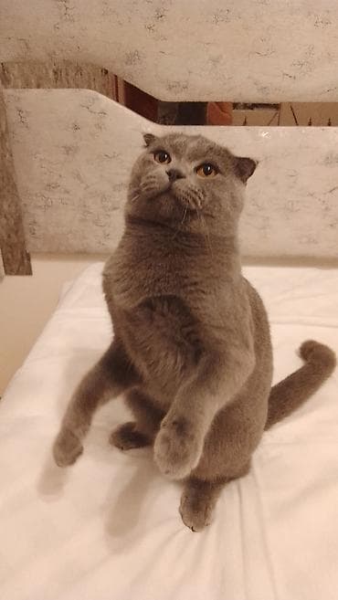 pişiyler: Şotland yastı qulaq, Erkək, Cütləşmə üçün — 2