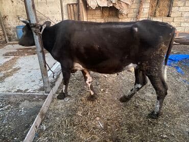 Inəklər, öküzlər: Bakı malıdı tovle malıdı keskılıkdı — 5