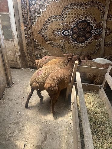 lalafo quzu: Qoyun balaları – yerli cins, qəhvəyi-yumşaq yunlu - Növ: qoyun (quzu) — 6