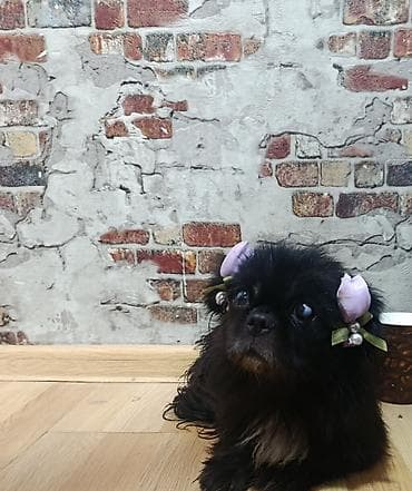 ev iti type 1: Pekines, Dişi — 3