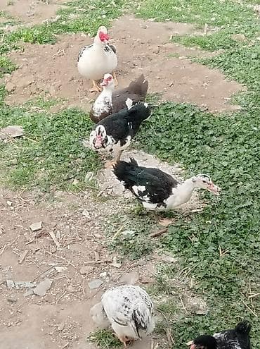 tap az ev itleri: Salam 1 erkey 1 dişidi 5 ayligdilar hele istiyən buyursun — 2