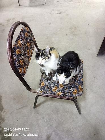 pisik adlari rusca: Yaxşı əllərə — 3