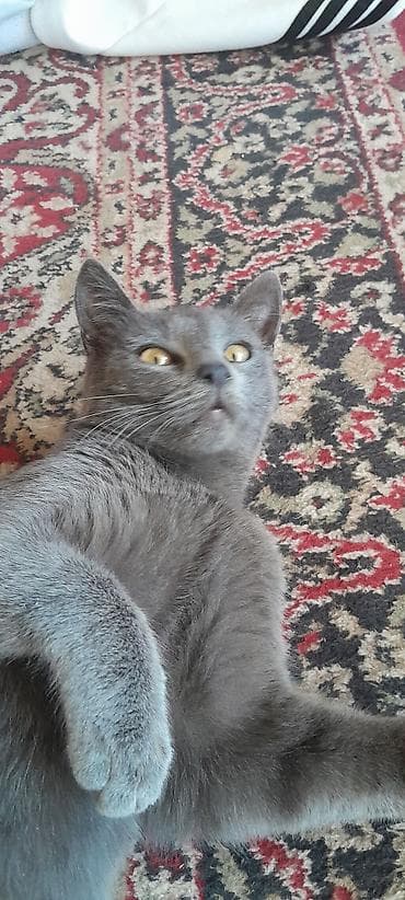yaz pişiyi: Şotland, Erkək, Cütləşmə üçün, Ünvandan götürmə — 7