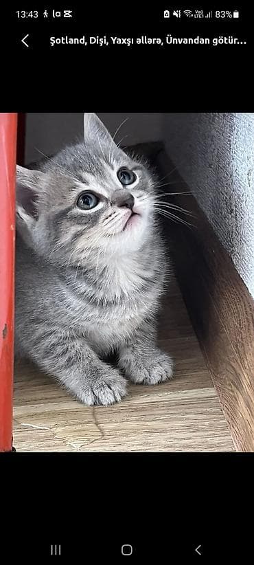 mavi rus pişiyi: Britan — 2