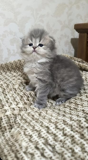 pişiy: Britan — 6