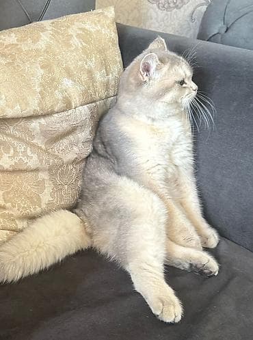 şotlant pişiyi: Britan — 1