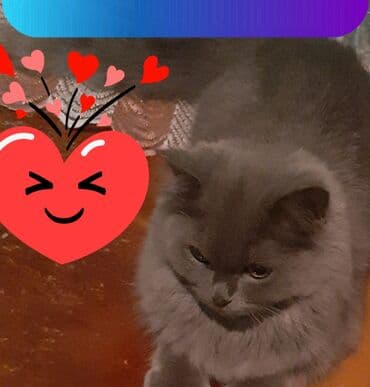 pitbull iti satilir: Qiz pisiyidi 5aylidi oynayan pisidi — 2