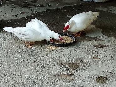 ucuz it satisi: Ağ rəngli, qırmızı üz nişanları olan üç ördək təsvir edilmişdir. İki — 3