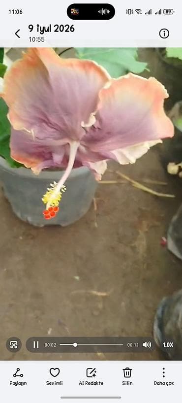 ezvay bitkisi: Nadir rəng keçidinə malik hibiskus (Çin qızılgülü) – iri, büzməli — 2