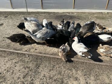 kuban ördek: Salam Aleykum Satılır Ördək Qaz Ördək Cücəsi Toyoq 36 Ədəd Lal Ördək — 21