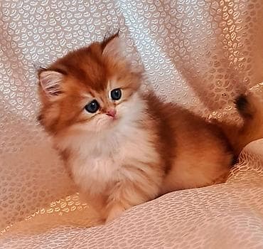 Pişiklər: Qızıl şinşilla — 2