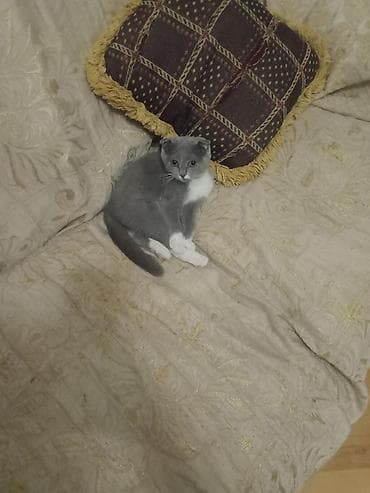 qulaq şamı: Şotland yastı qulaq — 1