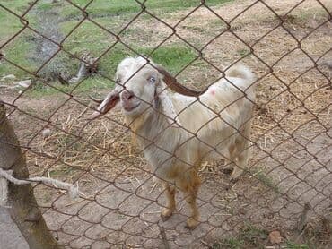 cins ineklerin satisi 2018: 11 baş keçidir 1 baş damazlıq 15 aylıq təkə hələbdən gəlmə 5 baş — 2