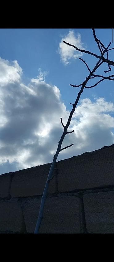 Baklar və çənlər: Məhsul: Çubuq dayaq dəsti – sarmaşıq və dırmaşan bitkilər üçün — 6