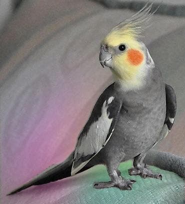 ✨ Hazır sarı elquşları satışda! 🐦✨ Parlaq sarı rəngdə, gözəl və sağlam