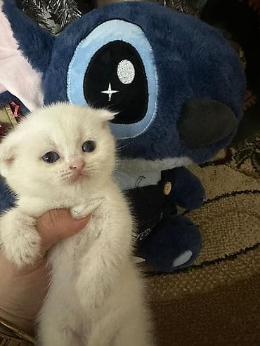 ev pisik: Şotland yastı qulaq — 7