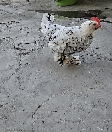 bulbul satılır: Yaponka satılır fərə ildə iki dəfə kürt yatır — 2