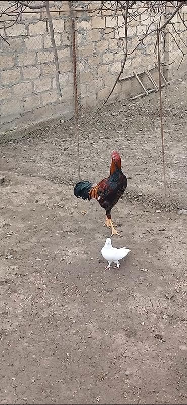 şana xoruz: Heyratı beçə satılır 8 ayın içindədi hündür viddi beçədi. - Cins — 2