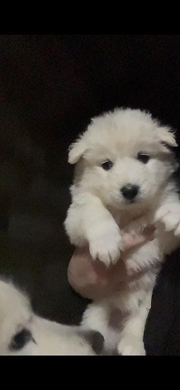 qurdbasar balaları: Samoyed — 10