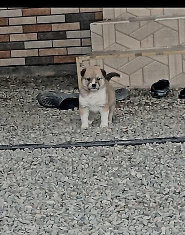 it cinsi adlari: Peyvəndli — 1