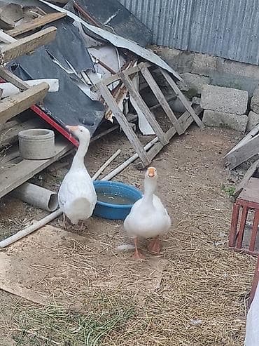 bakida qus satisi: Iki ededi qiymet iksine. aiidi. cutu 60 m iksde. diwidi — 3