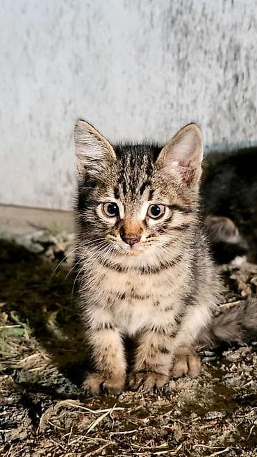 tap az ev heyvanlari: Erkək, Dişi, Yaxşı əllərə, Pulsuz çatdırılma — 3
