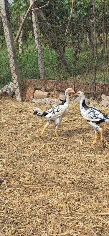 toyuq şəkilləri: Toyuq, Damazlıq, Ödənişli çatdırılma, Ünvandan götürmə — 1