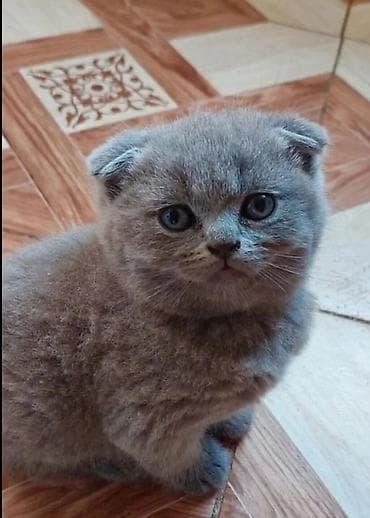 mustanq heyvan: Britan — 5