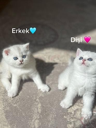 pişik daşıma: Şinşilla — 3