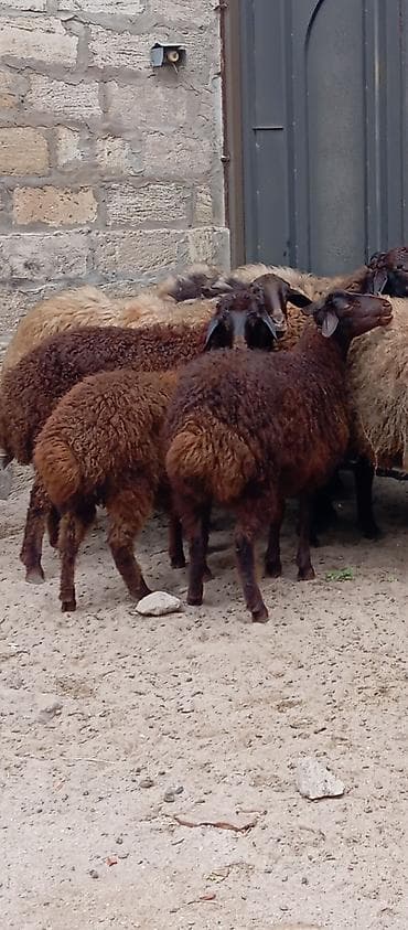qala qoçu: Salam ünvan Bakıin maştağa kendi obşi 9 baş heyvanlar 1 baş qoçdu 1 — 9
