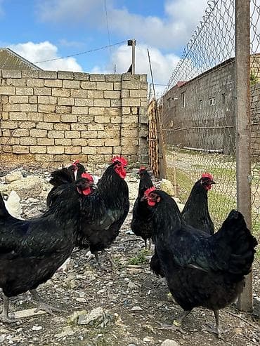 göyerçin damı: Salam avstroloq mayalı yumurtası sifariş qəbul olunur ünvan Binə — 6