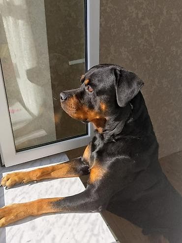 Pişiklər: Rotveyler, Peyvəndli — 6