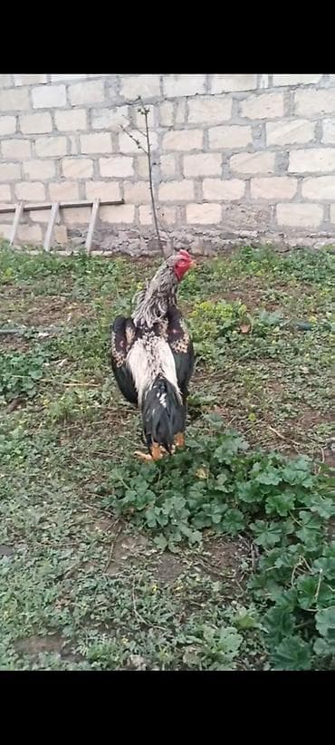 brama xoruz: 10 ayliq ata taylant ana mamba super qani olan heyvandi atasida — 4