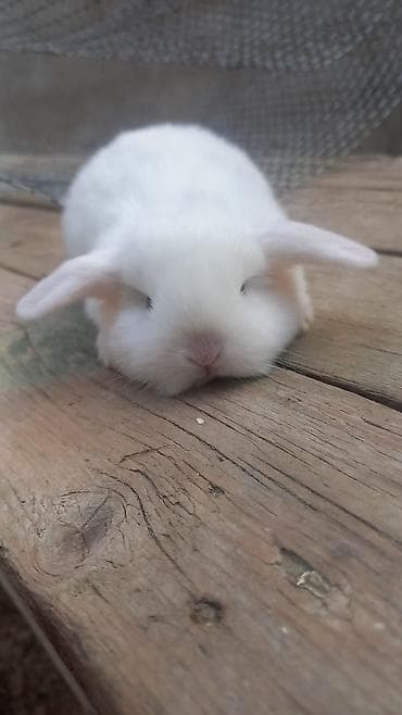karlik dovsan satisi: Mavi gozli holland lop — 1