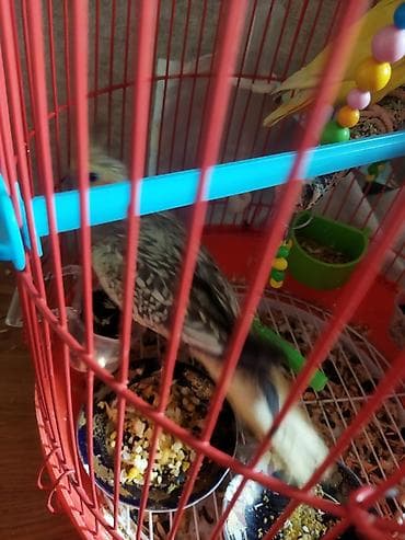 Собаки: Salam təcili satılır 30 AZN dişi maya — 9