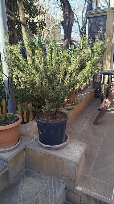 продажа комнатных растений: Satılır: Açıq hava üçün dekorativ bitkilər (qablarda və torpaqdan — 1