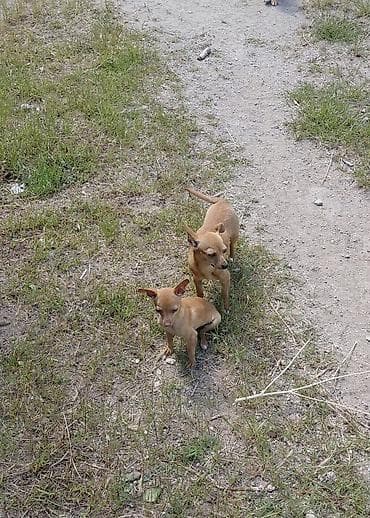 Çixuahua, Peyvəndli