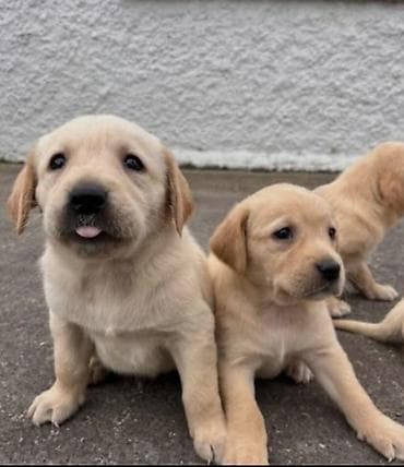 Labrador-retriver, 2 ay, Dişi