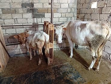 ag xaski: Salam aleykum 3 bash inəy yanlarında dishi balaları .qırmızı inəyin — 7