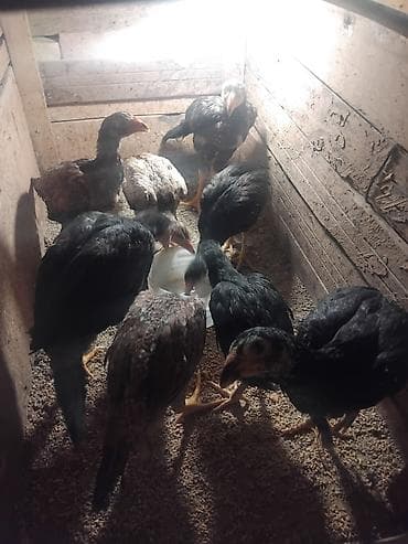 sort toyuq: Toyuq cücələri, Ətlik — 3