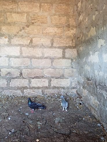 heyvan bazari: Salam. Hamısı tam sağlam heyvanlardır. Tutulma falan deyil. Hamısı — 4
