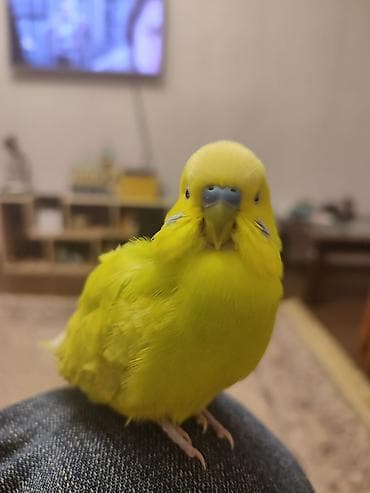 bulbul quşu: Продаю волнистого попугая Кики. Возраст 1 год — 2