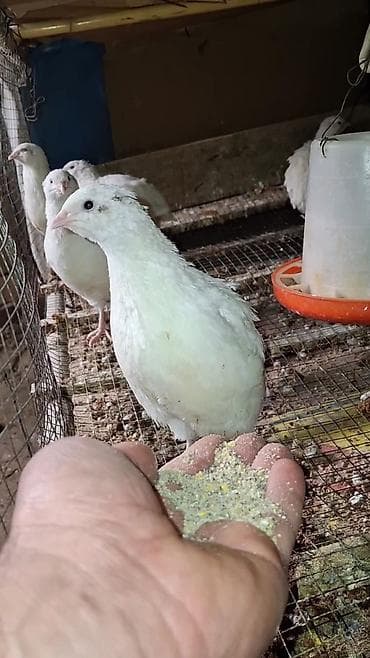 Птицы: Bildirçin 8fərə 3 xoruz.2aylıqdılar.Mingəçevirdədi — 2