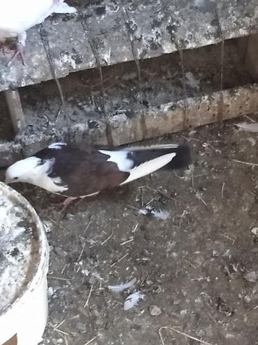 cex quşlar: Salam Göyərçinlər Kom satılır,tək tək fərqli olacaq qiyməti. Yarisi — 9