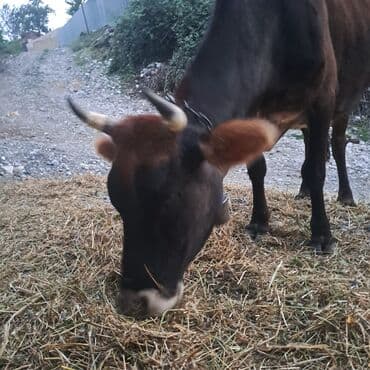 toyuq ucun yem qablari: Salam öz inəyimdi yanındada balası bir yerdə satılır alverci deyiləm — 2
