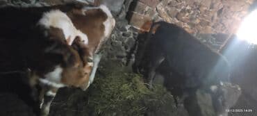 K/t heyvanları və malları: Məhsul: 2 baş iribuynuzlu heyvan (dana/seyir) - Şəkillərdə biri al-yağ — 1