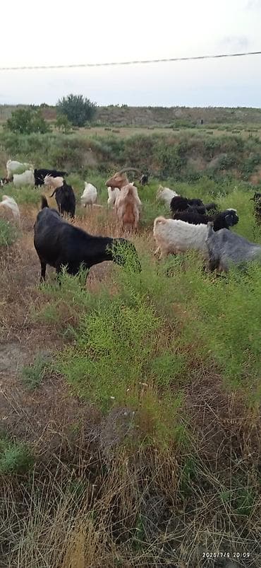 keci: Salam 16 baş yanı balali keçilər satılır.bir başın qiyməti 280 — 4
