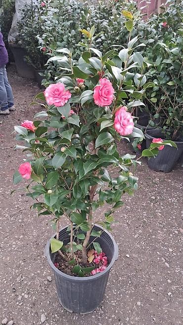 Digər bitkilər: Kamelya (Camellia japonica) – dekorativ həmişəyaşıl kol, qida dolu — 1