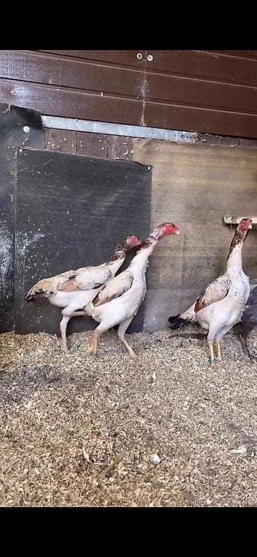 Digər heyvanlar: Toyuq, Damazlıq — 4