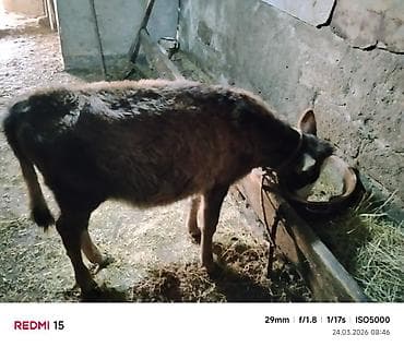 inek satislari: Südlük inək və buzov - Cins: yerli qarışıq, al-şabalıd-ağ rəngli — 5